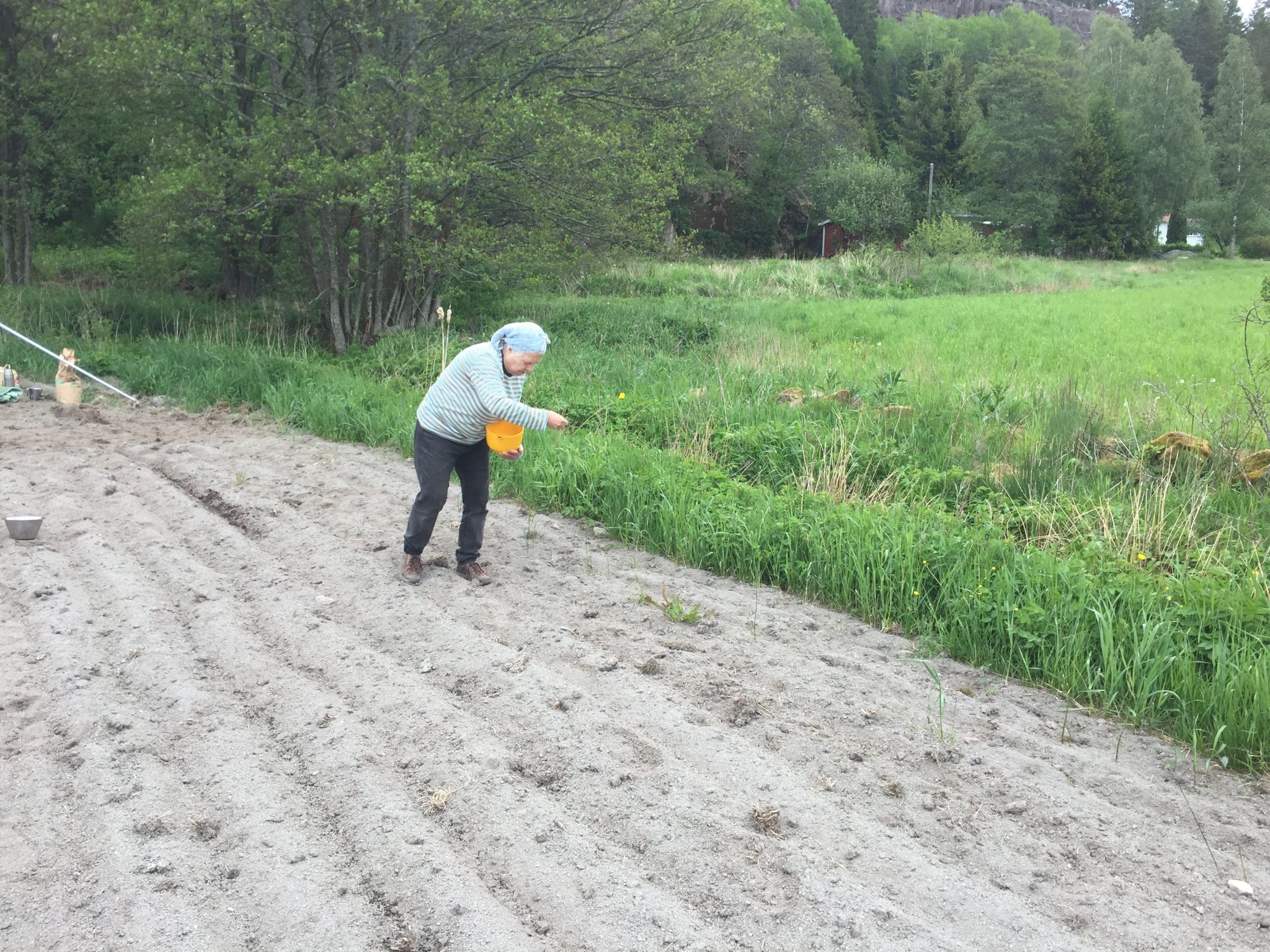 Sådd av lin av Agneta Ekman Wingate maj 2019